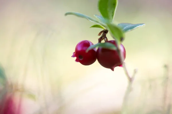 Macro Cowberry Creciendo Bosque Profundidad Superficial Del Campo — Foto de Stock