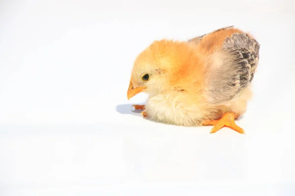 Schilderachtig Uitzicht Prachtige Vogel Natuur — Stockfoto