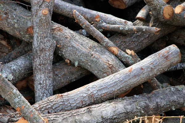 Baumstümpfe Stöcke Gefälltes Holz — Stockfoto