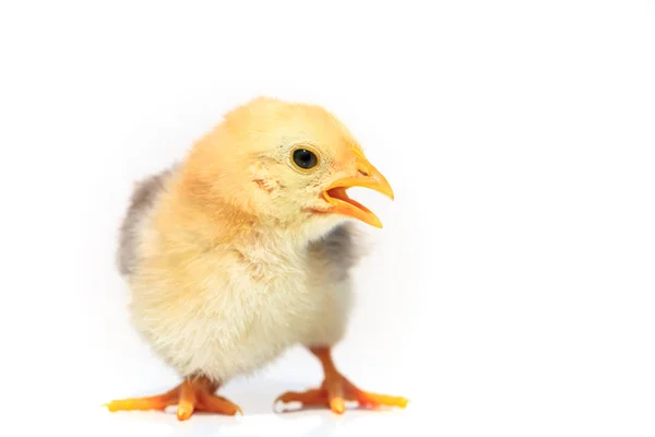 Huhn Auf Weißem Hintergrund — Stockfoto