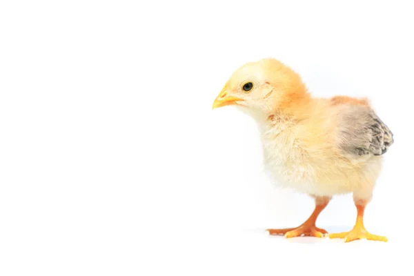 Pollo Sobre Fondo Blanco —  Fotos de Stock