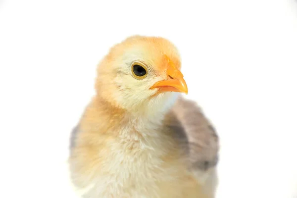 Chicken White Background — Stock Photo, Image