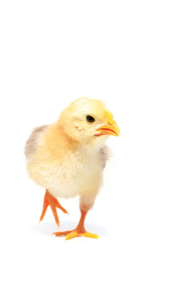 Κοτόπουλο Στο Λευκό Φόντο — Φωτογραφία Αρχείου