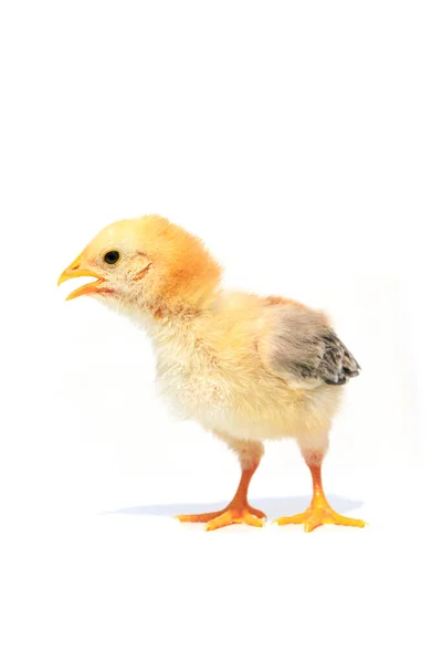 Kyckling Vit Bakgrund — Stockfoto