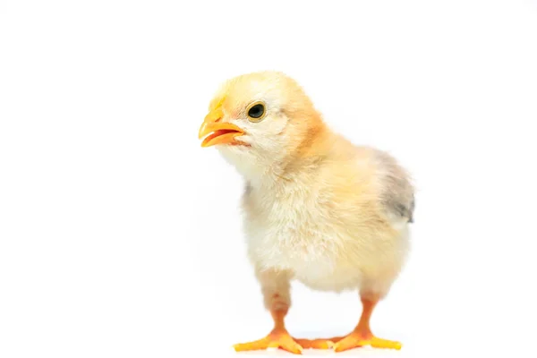 Chicken White Background — Stock Photo, Image