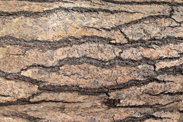 背景の木の樹皮のテクスチャ — ストック写真