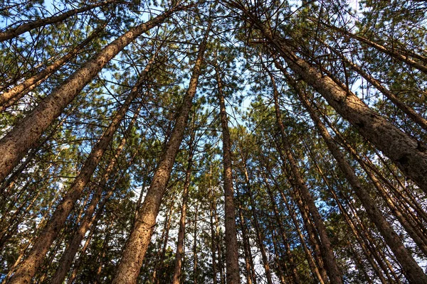 Orman Işığa Karşı — Stok fotoğraf