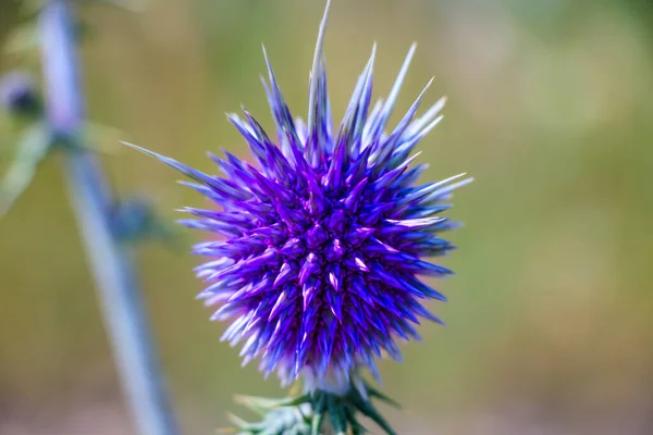 Schöne Botanische Aufnahme Natürliche Tapete — Stockfoto