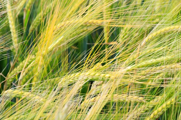 Grain Field Morbach Heinzerath Hunsrck — Stock fotografie