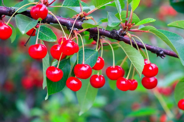 Tasty Red Cherries Background Close — Stock Photo, Image