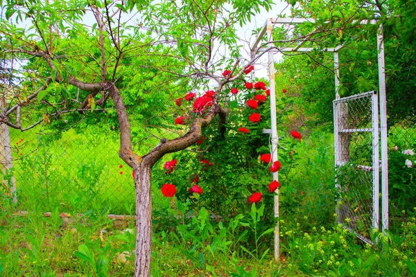 Verschiedene Blüten Selektiver Fokus — Stockfoto