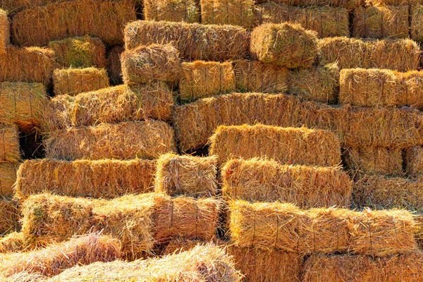 Naturskön Utsikt Över Landsbygden Selektivt Fokus — Stockfoto