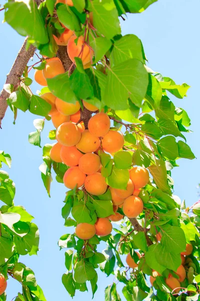 Árboles Albaricoque Árboles Frutales — Foto de Stock