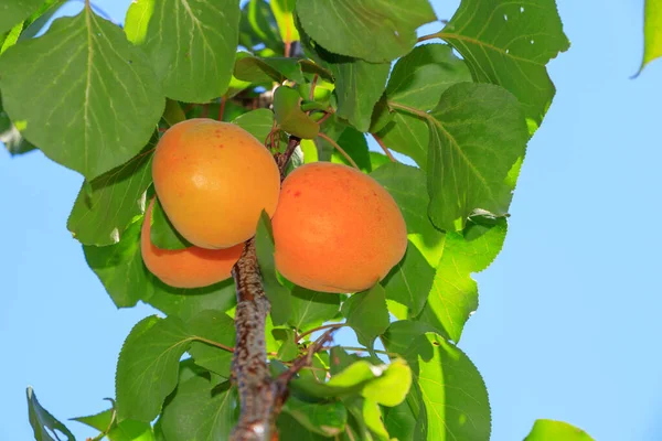 Drzewo Morelowe Owocami — Zdjęcie stockowe