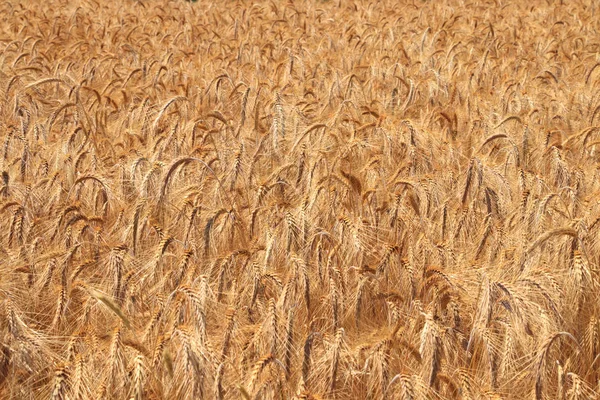 Grain Field Morbach Heinzerath Hunsrck — Stock fotografie