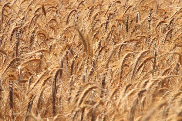 Campo Cereais Perto Morbach Heinzerath Hunsrck — Fotografia de Stock