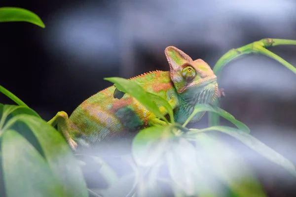 Animal Camaleão Réptil Lagarto Tropical — Fotografia de Stock