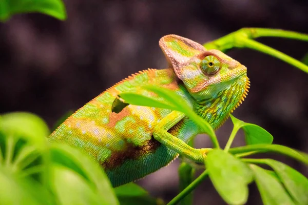 カメレオン動物熱帯トカゲ爬虫類 — ストック写真