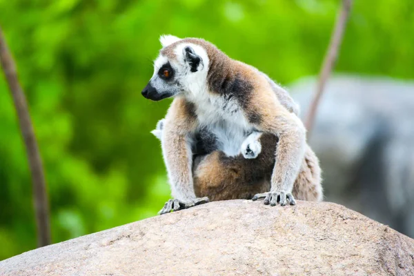 Ring Tailed Lemur Her Cute Babies — Stock Photo, Image