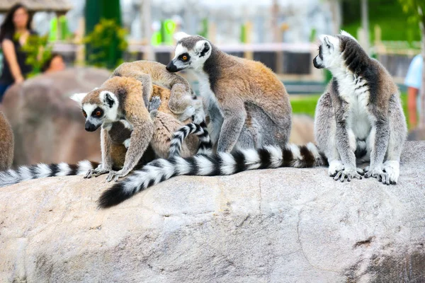 Anel Tailed Lemur Com Seus Bebês Bonitos — Fotografia de Stock