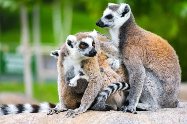Anel Tailed Lemur Com Seus Bebês Bonitos — Fotografia de Stock