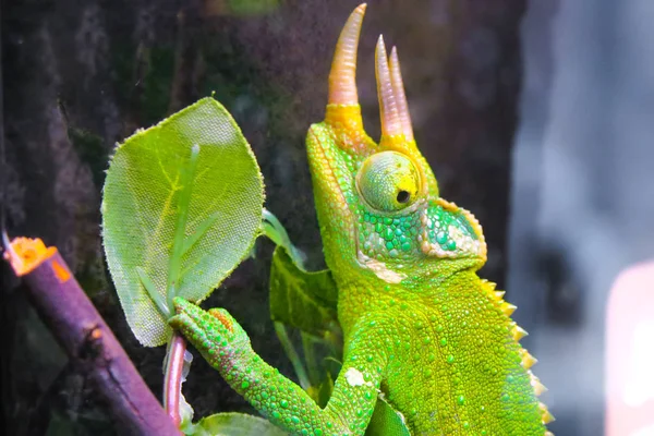 chameleon animal, tropical lizard reptile