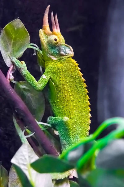 カメレオン動物熱帯トカゲ爬虫類 — ストック写真