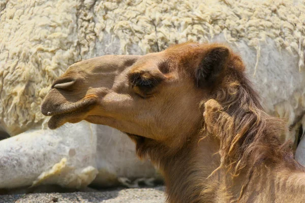 Верблюжа Тварина Фауна Природи — стокове фото