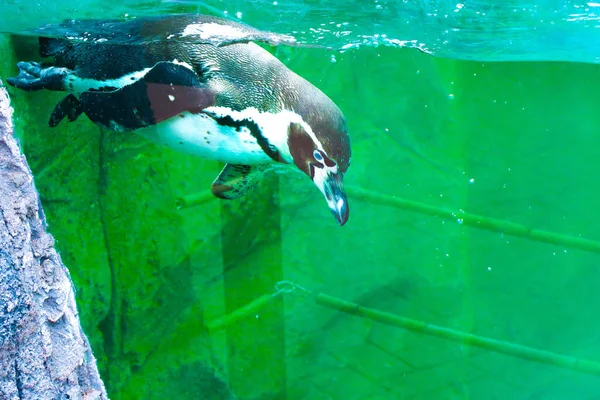 Aussichtsreicher Blick Auf Putzige Pinguinvögel Der Natur — Stockfoto