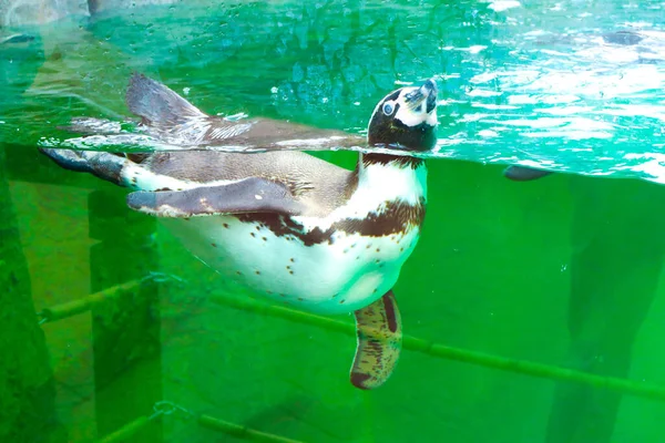 Aussichtsreicher Blick Auf Putzige Pinguinvögel Der Natur — Stockfoto