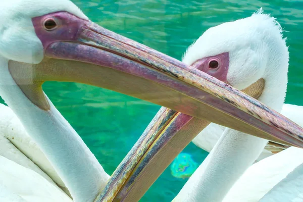 Malerischer Blick Auf Den Schönen Pelikan Der Natur — Stockfoto