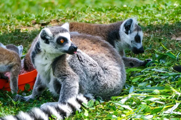 Lémurien Queue Cerclée Avec Ses Bébés Mignons — Photo