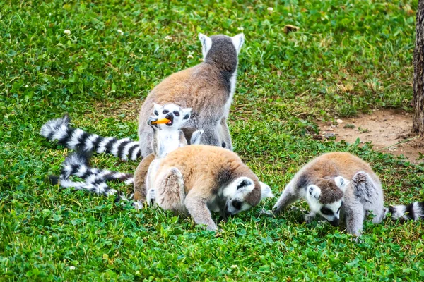 Lémurien Queue Cerclée Avec Ses Bébés Mignons — Photo