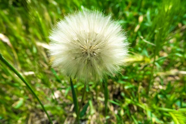 自然の花 — ストック写真