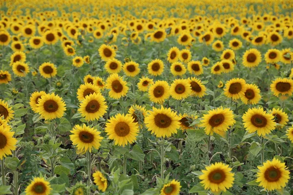 Slunečnice Léto Pěstování Pole Žlutá Ekologická Olej Zelená — Stock fotografie