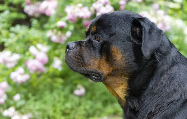 Onze Rottweiler Nolan Een Heel Rustig Lief Hondje — Stockfoto