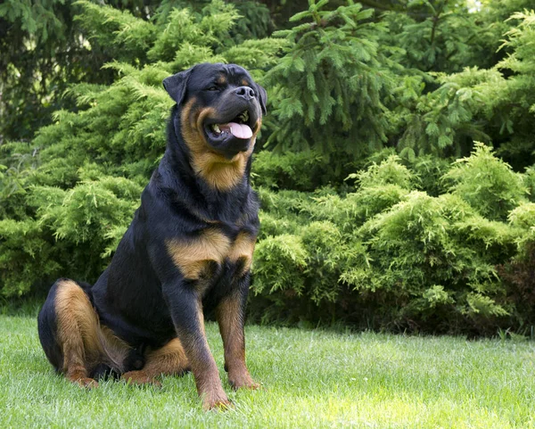 Nasz Rottweiler Nolan Bardzo Spokojny Miły Piesek — Zdjęcie stockowe