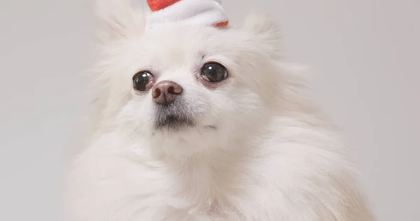 Померанський Собака Капелюхом Санта Клауса — стокове фото