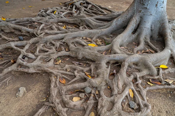 Raízes Árvore Incomum Superfície Fundo — Fotografia de Stock