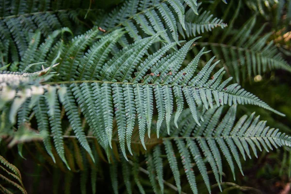 Fern Frond Skogsgolvet — Stockfoto