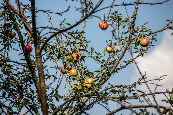 Pommes Rouges Jaunes Sur Arbre — Photo