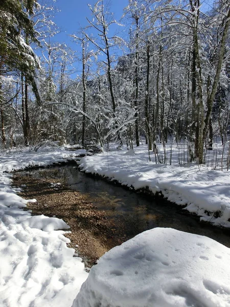 魏森巴赫在雪地的树林里 — 图库照片