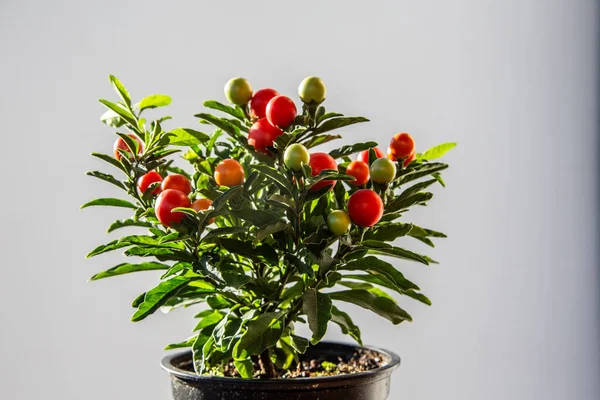 Corais Com Frutos Vermelhos — Fotografia de Stock