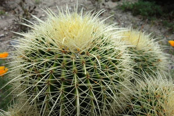 Sedadlo Kaktusové Matky — Stock fotografie