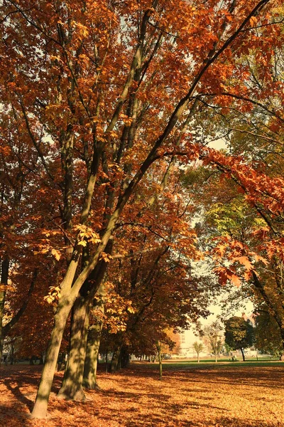 Aleja Park Jesienią — Zdjęcie stockowe