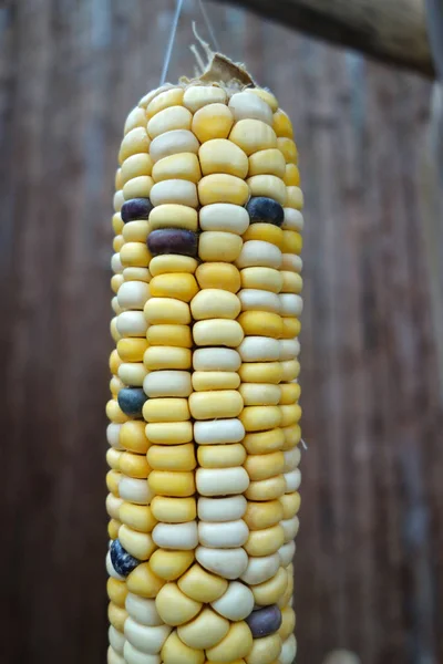 Corncob Corn Grains Vegetable — Stock Photo, Image