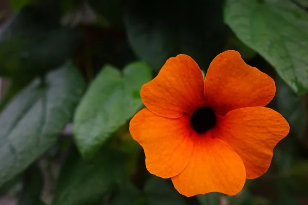 Beautiful Botanical Shot Natural Wallpaper — Stock Photo, Image