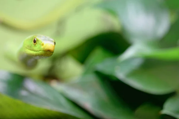 Mérges Kígyó Zöld Mamba Dendroaspis Angusticeps — Stock Fotó