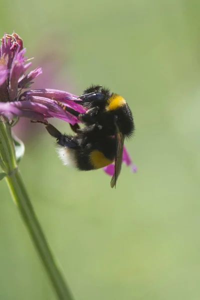 Une Abeille Gros Plan — Photo