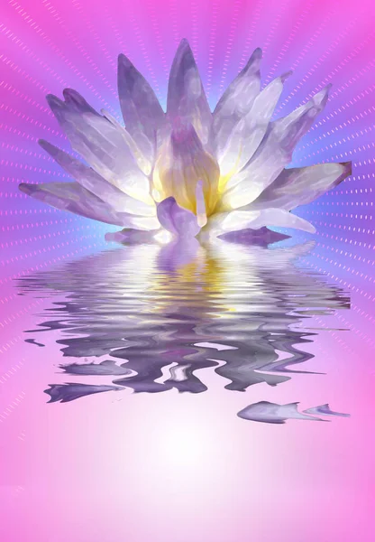 莲花水面上的睡莲 — 图库照片
